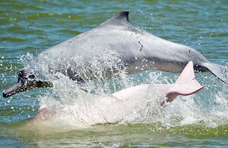White dolphins seen in Naozhou Island sea area