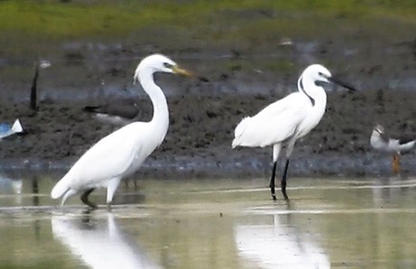 Rare Chinese egrets spotted in Zhanjiang 