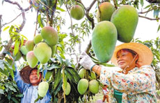 Mango festival kicks off in Leizhou