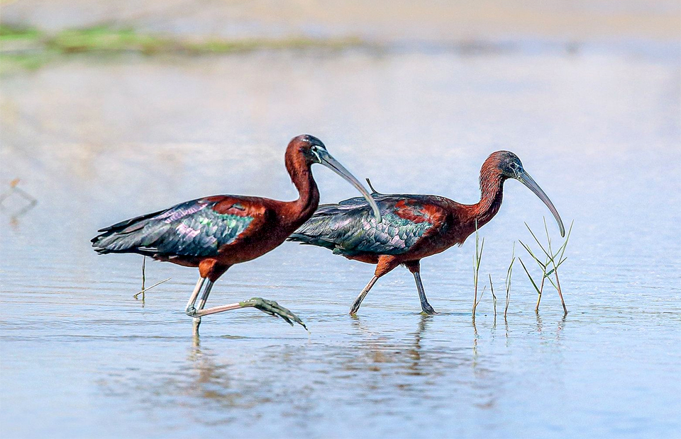 Rare glossy ibises reappear in Zhanjiang after 15 years