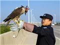 Zhanjiang steps up migratory raptor protection
