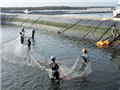 Zhanjiang's shrimp export surges in 11 months