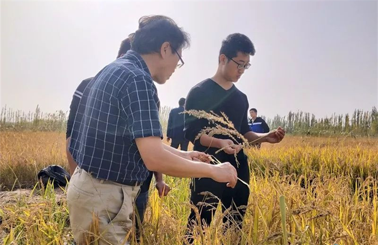 Trial planting of Zhanjiang sea rice a success in Kashgar