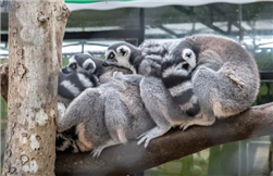 Ring-tailed lemurs introduced to Cunjin Zoo