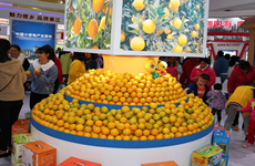 Lianjiang to host orange festival and household appliances expo