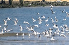 Black-headed gulls fly back to Zhanjiang