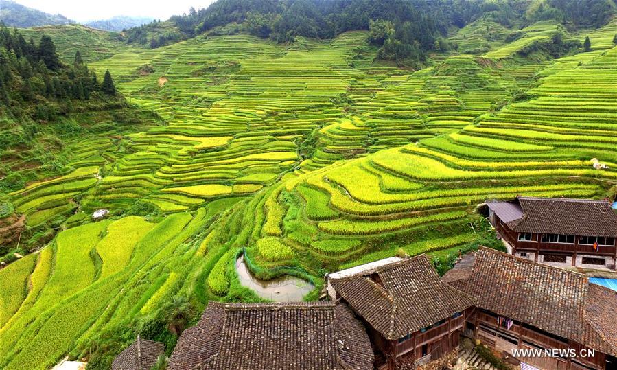 Aerial photo taken on Sept 1, 2018 shows the scenery of terraced fields at Huazi village of Gandong town in Rongshui Miao autonomous county, Sout.jpeg