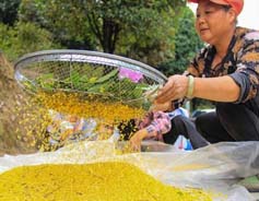 Guilin's osmanthus industry yields 3b yuan annually
