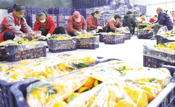 Clementines exchange activity boosts sales in Guilin