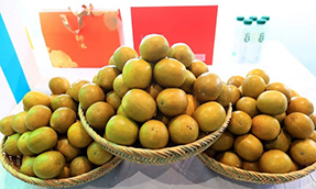 Guilin monk fruit (桂林罗汉果/Guilin Luohanguo)