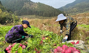 Guilin red radishes now popular through online selling