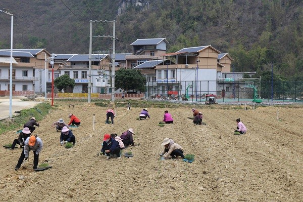 Villagers in Yongren village transplant pepper seedlings and water spinach.jpg