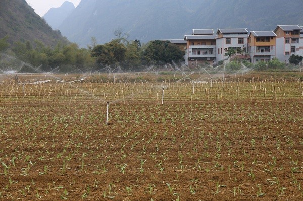 Water and fertilizer integrated wisdom drip irrigation equipment is in operation.jpg