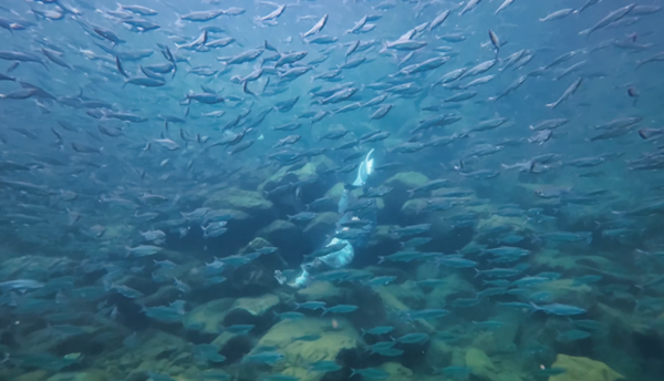 1764063791278012417.png hechi1_副本.png