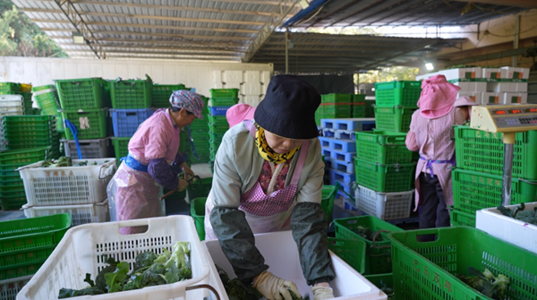 Bama exports ecological vegetables to Thailand