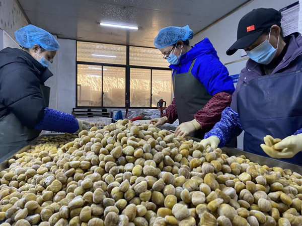 Tian'e chestnuts go from rural treats to major hits