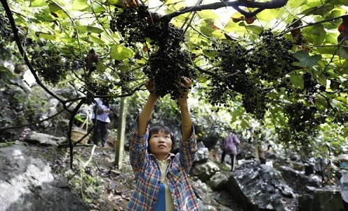 Bumper crop of grapes gathered in Guangxi