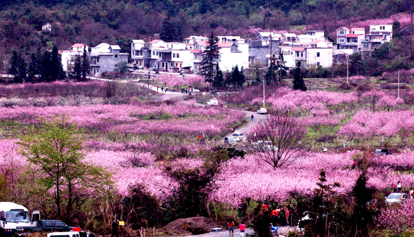 The Peach Flower in Dongqing village, Celing township