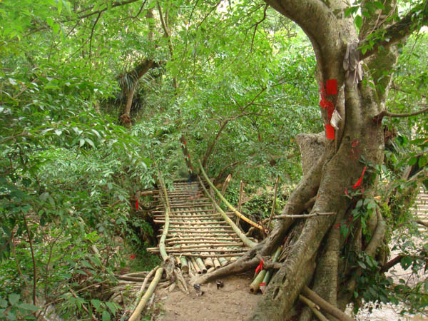 The Mandarin Duck Bridge of an Old Banyan Tree Scenic Zone