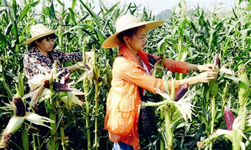 Black corn succeeds in Nandan