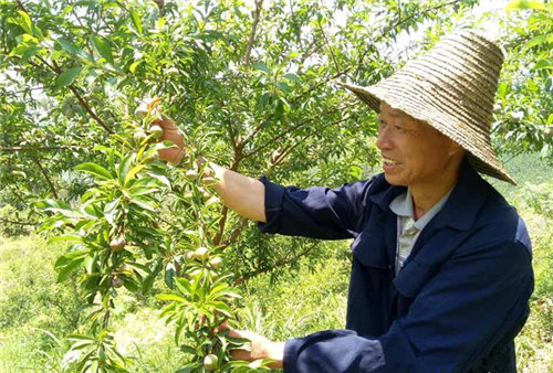 Hechi anticipates bumper pearl plum harvest