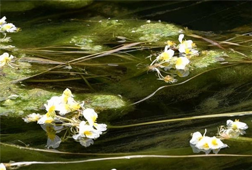 Rare aquatic plant blooms on Chengjiang River