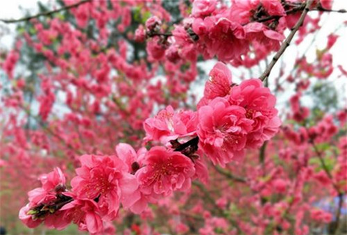 Huanjiang glows with vibrant peach blossoms