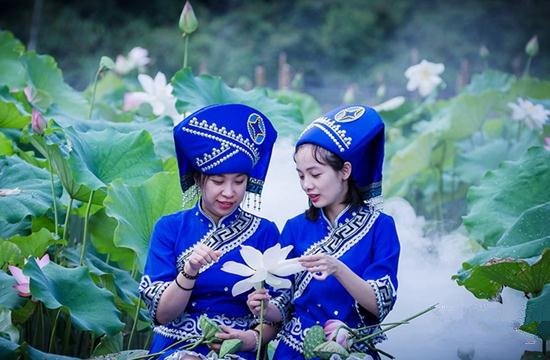 Lotus pond promotes ecological tourism in Hechi