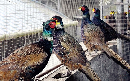 Tian'e pheasants obtain national certification mark