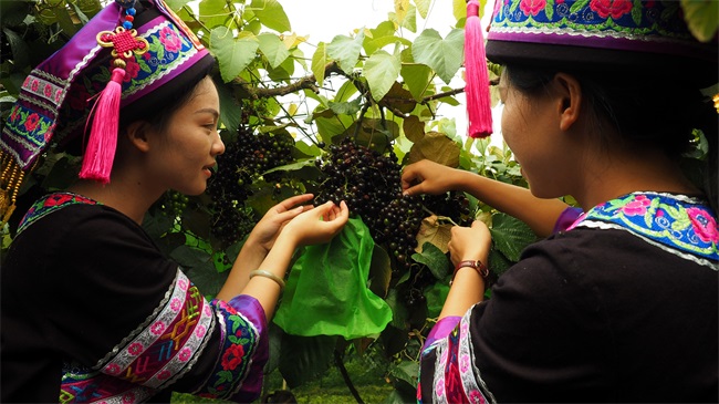 Luocheng's downy grapes help boost local economy