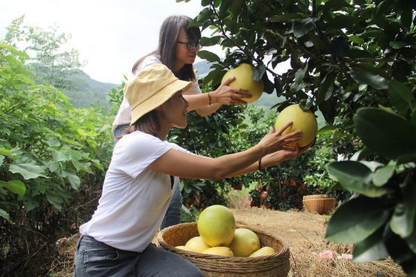 Huanjiang red pomelos boost rural economy