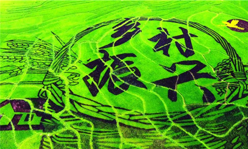 Amazing rice paddy art decorates beauty of countryside