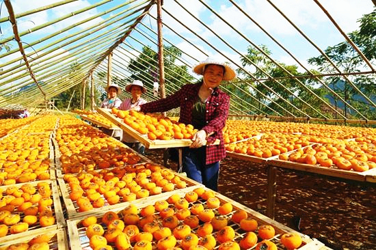 Nandan persimmons bring wealth to local community