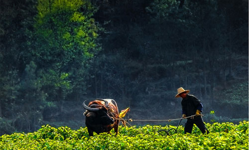 Spring plowing in Yizhou creates a poetic picture