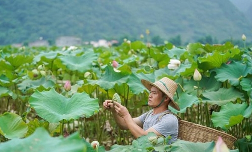 Lotus planting helps poverty alleviation in Hechi