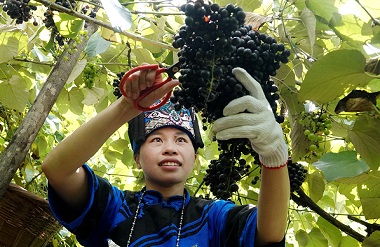 Hechi records good wild downy grapes harvest