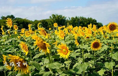 Sunflowers bloom in Hechi's Yizhou