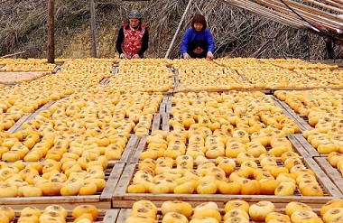 Nandan persimmon sees bumper harvest