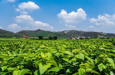 Yizhou strives to become China's new silk capital