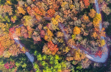 Colorful maple forests decorate Yizhou