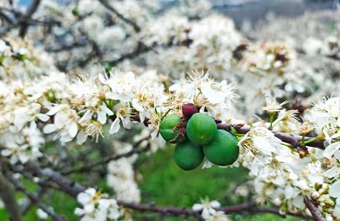 Plum trees bloom in Tian'e county