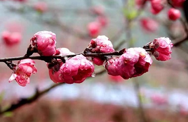 Peach flowers bloom in Jinchengjiang Perlite Scenic Spot