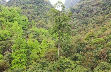 Bama owns tallest tree in Guangxi 