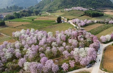 Bauhinia flowers in full bloom in Yizhou district