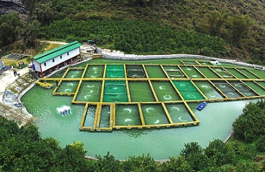 Hechi's fishery economic output value reaches $138m in 2021