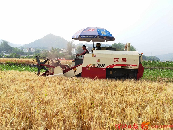 Fengshan county gets winter wheat bumper harvest