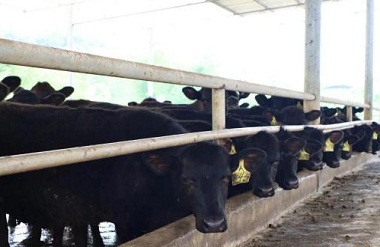 Overseas Chinese invests in Bama beef ranch project