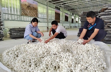 Tian'e develops silkworm industry to promote industrial vitalization
