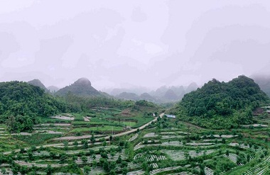 Jinchengjiang plants herbs to increase farmers' income