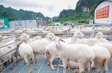 Du'an develops sheep breeding industry to bolster economy